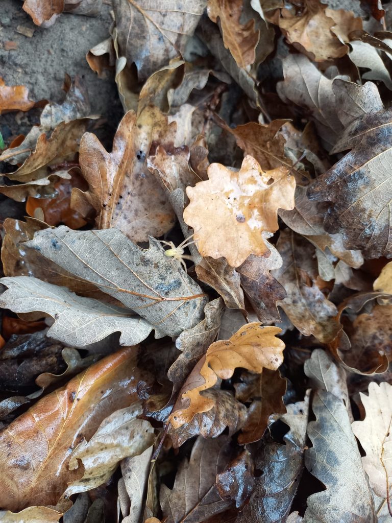 Waldtag Jg4_Rückepferde (10)